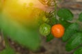 Beautiful red and green tomatoes grown in a greenhouse. Tomatoes in garden. Home garden. Organic tomatoes. Ecology. Royalty Free Stock Photo