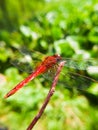 Beautiful Red grig on the wood