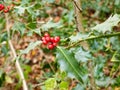 Beautiful red growing holly berries on tree with spiky leafs Royalty Free Stock Photo