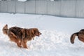 A beautiful red haired big dog is chasing the tail of another on a snow Royalty Free Stock Photo