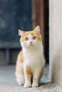A beautiful red-haired street cat with bright orange eyes. An abandoned stray cat, a pet problem.