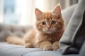 Beautiful red-haired striped kitten on a grey couch. Cat at home, pets indoors AI Generated Royalty Free Stock Photo