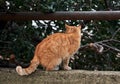 Beautiful red haired young kitten sits and poses in nature. Portrait of lonely red striped street cat with hard fate rear view