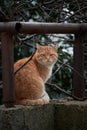 Beautiful red haired young kitten sits and poses in nature. Portrait of lonely red striped street cat with hard fate and scratches