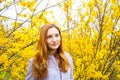 Beautiful red-haired young woman standing near blooming Forsythia bushes in spring garden Royalty Free Stock Photo