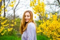 Beautiful red-haired young woman standing near blooming Forsythia bushes in spring garden Royalty Free Stock Photo