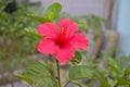 Beautiful red hawaiian hibiscus flower Royalty Free Stock Photo