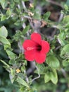 Close Up of Red Hawaiian Hibiscus Flower with Green Leaves in the Background Royalty Free Stock Photo