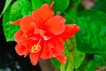 Beautiful red Hawaiian hibiscus flower Royalty Free Stock Photo