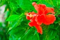 Beautiful red Hawaiian hibiscus flower Royalty Free Stock Photo