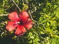 Beautiful red hawaiian hibiscus with green background under sunshine. Royalty Free Stock Photo