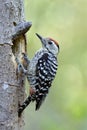 Beautiful red head white face stripe wings and camouflage feathers perching in front of its nest hole, exotic wild animal Royalty Free Stock Photo