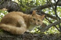 Beautiful red-headed cat with green eyes on a branch