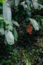 Beautiful Red Heliconia Flowers in lush tropical green garden Royalty Free Stock Photo