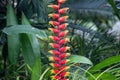 Beautiful red Heliconia rostrata flower in a garden.Common names for the genus include Hanging lobster claw