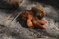 Red hermit crab, side view