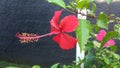 Beautiful red hibiscus blooming in the back yard. Royalty Free Stock Photo