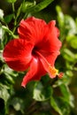 Beautiful red hibiscus flower