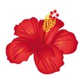 Beautiful red hibiscus flower. Royalty Free Stock Photo