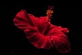 Beautiful red hibiscus flower Royalty Free Stock Photo