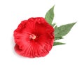 Beautiful red hibiscus flower Royalty Free Stock Photo