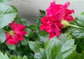 Beautiful red hibiscus flower blooming in branch of green leaves plant growing in garden, nature photography, gardening background Royalty Free Stock Photo