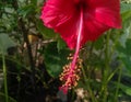 Beautiful red hibiscus flower blooming in branch of green leaves plant growing in outdoors, petals and pollens, nature photography Royalty Free Stock Photo