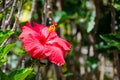 Beautiful red Hibiscus flower at a botanical garden. Royalty Free Stock Photo