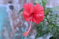 Beautiful Red hibiscus flower close up view Royalty Free Stock Photo