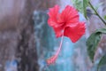 Beautiful Red hibiscus flower close up view Royalty Free Stock Photo