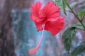 Beautiful Red hibiscus flower close up view Royalty Free Stock Photo