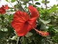 Red Hibiscus Flower closeup lat.- Hibiscus Royalty Free Stock Photo