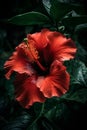 Beautiful red hibiscus flower on dark background. Toned. Royalty Free Stock Photo