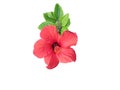 Beautiful red hibiscus flower with green leaves isolated on white background close-up. Royalty Free Stock Photo