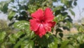 Beautiful red hibiscus flower image & x28;closeup& x29; Royalty Free Stock Photo