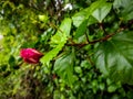 A beautiful red Hibiscus flower in the Indian local area. Royalty Free Stock Photo