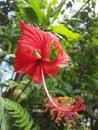 Beautiful red Hibiscus flower isolated on a green leeves background. there is a beautyfull flower Royalty Free Stock Photo