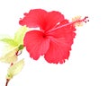 Beautiful red Hibiscus flower Royalty Free Stock Photo