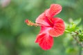 Beautiful Red Hibiscus flower Royalty Free Stock Photo