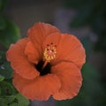 Beautiful Red Hibiscus Flower Royalty Free Stock Photo