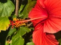 Beautiful Red Hibiscus Flower on a Sunny Day Royalty Free Stock Photo