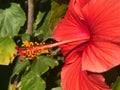 Beautiful Red Hibiscus Flower on a Sunny Day Royalty Free Stock Photo