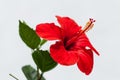 Beautiful red hibiscus flower in summer outdoor Royalty Free Stock Photo