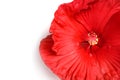 Beautiful red hibiscus flower Royalty Free Stock Photo