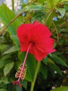 Beautiful red Hibiscus in my garden under the hot sun