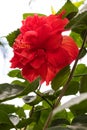 Beautiful red hibiscus petals overlap.