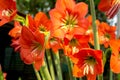 Beautiful red Hippeastrum or Knight`s star lily flowers