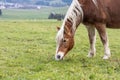 Beautiful red horse against the backdrop of hills in a cloudy day Royalty Free Stock Photo