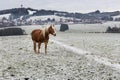 Beautiful red horse against the backdrop of hills in a cloudy winter day Royalty Free Stock Photo