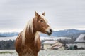 Beautiful red horse against the backdrop of hills in a cloudy winter day Royalty Free Stock Photo
